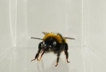 Do bees have inner lives? Slow-motion video reveals bumblebee behaviour similar to ‘liking’ or ‘disliking’