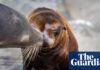 US officials investigate after video appears to show person kicking sea lion