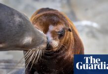 US officials investigate after video appears to show person kicking sea lion