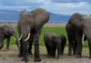Pesticide-sprayed tomatoes suspected to have killed 15 elephants in Kenya