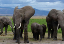 Pesticide-sprayed tomatoes suspected to have killed 15 elephants in Kenya