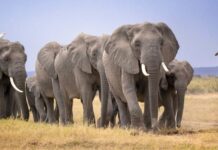 Mysterious deaths of 14 elephants in Kenya prompts urgent inquiry