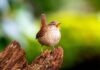 Scientists find building blocks of birdsong’s ‘spectacular diversity’