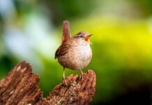Scientists find building blocks of birdsong’s ‘spectacular diversity’
