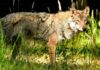 Wolves return to park two years after pack deaths