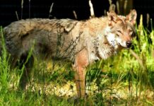 Wolves return to park two years after pack deaths
