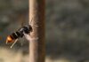Islanders asked to ‘track’ not ‘trample’ Asian hornets