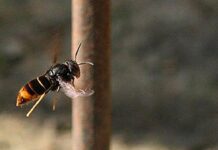 Islanders asked to ‘track’ not ‘trample’ Asian hornets