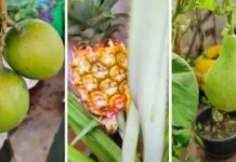 I Grow Figs, Grapes, Passion Fruits, Pineapples & 5 Types of Mangoes on My Terrace