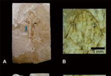 Scientists Have Identified a New Fossil Species of Axolotl in Mexico