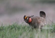 Trump admin scraps ‘weaponized’ wildlife rule that became ‘burden’ on American families and businesses: Burgum