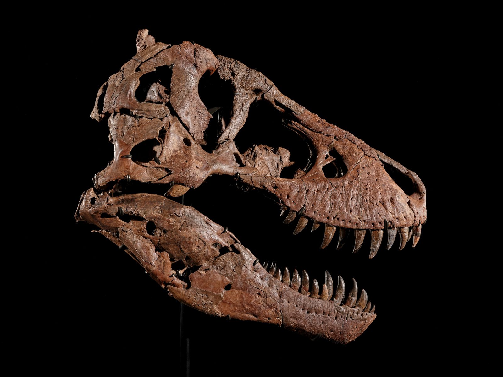 Sotheby’s Big T. Rex Auction Raises Concerns Hype and Wealth Are Upending Science