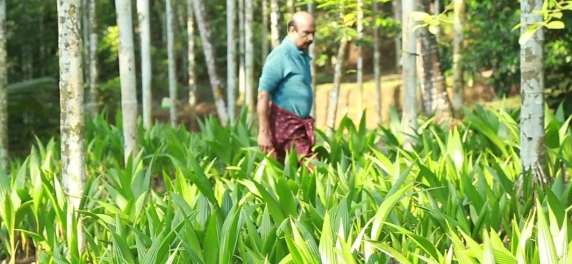 Teacher Starts Organic Farming Post Retirement, Earns Lakhs Growing Coconut, Pepper