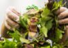 Salad Chains Are Seeing Foot Traffic Drop Over Cyclosporiasis Fears