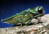 Tree-killing Asian beetle detected in EU for first time