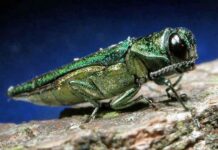 Tree-killing Asian beetle detected in EU for first time