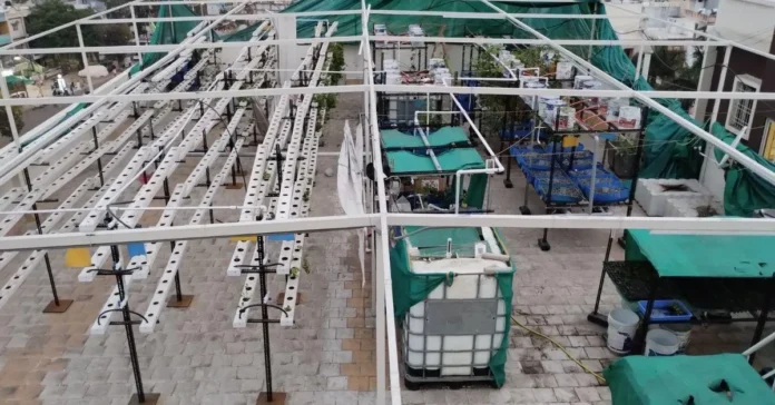 aquaponics-2-1689666156.jpg