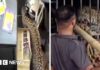Liquor store employee narrowly escapes leopard attack