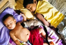 An Assam Family’s Rescue of an Orphaned Civet Became an NCERT Class 10 Lesson