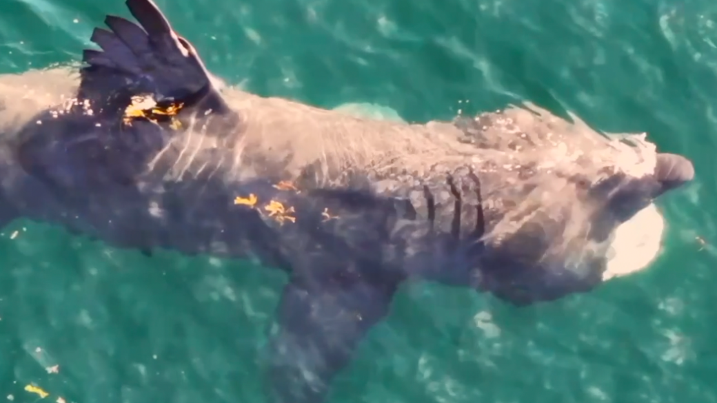 New research into basking sharks around island