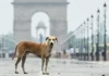 He Was a Stray Dog With No Training. Soon, ‘Thenga’ Was Outperforming Elite Police Dogs