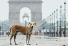 He Was a Stray Dog With No Training. Soon, ‘Thenga’ Was Outperforming Elite Police Dogs