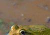 Why Frogs Are the Real Stars Keeping India’s Monsoon Ecosystem Alive Across India