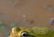 Why Frogs Are the Real Stars Keeping India’s Monsoon Ecosystem Alive Across India