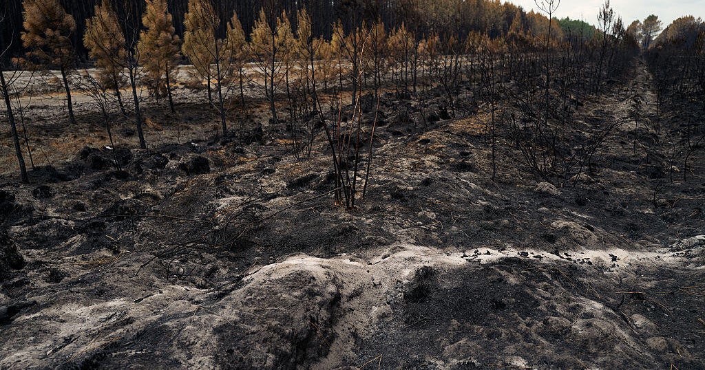What the fires burning near Bordeaux’s vineyards could mean for France’s wine industry