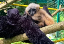 One Baby Gibbon’s Rescue Is Shining a Light on India’s Last 5,000 Apes