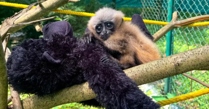 gibbon-2026-07-16-10-20-43.png