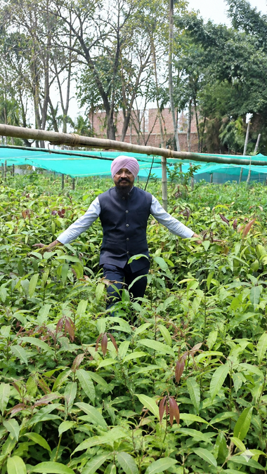 gutli-man-mango-seeds-2026-07-17-18-35-28.png