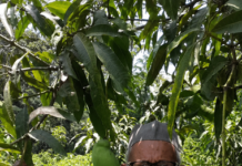 This Farmer in Uttar Pradesh Grew 350 Mango Varieties on a Single Tree