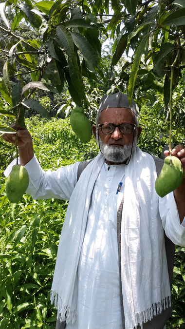 kalimullah-khan-350-mango-varieties-2026-07-17-17-09-07.png