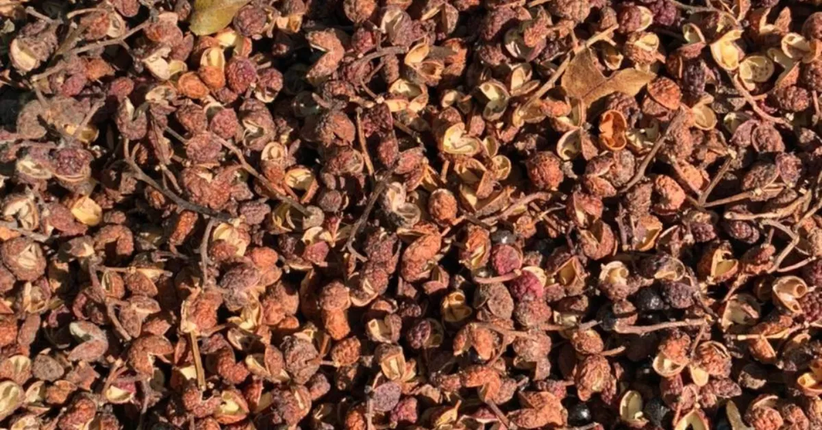 A Wild Himalayan Spice Is Helping 200 Families Protect 100 Sq Km of Forest