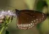After 20 Years Restoring Ecosystems, This Ecologist Shares How to Create a Wildlife-Friendly Balcony