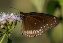 After 20 Years Restoring Ecosystems, This Ecologist Shares How to Create a Wildlife-Friendly Balcony