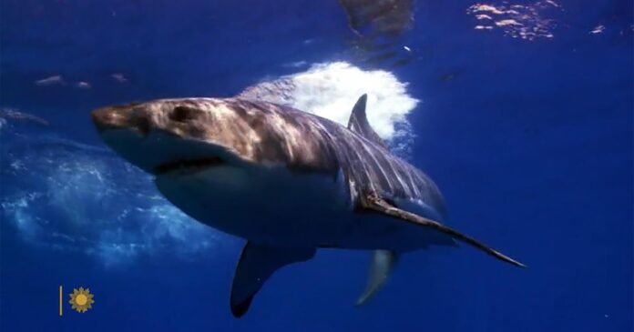nature-sharks-2-1920.jpg