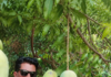 This MP Family Preserves Giant Noorjahan Mangoes That Sell for Up to Rs 1500 Each
