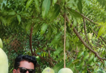 This MP Family Preserves Giant Noorjahan Mangoes That Sell for Up to Rs 1500 Each