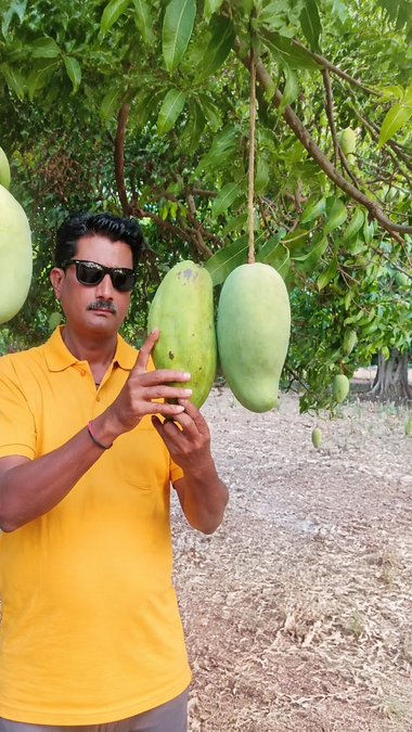 noorjahan-mango-cultivation-2026-07-15-18-14-30.png