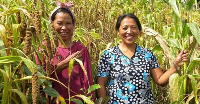 north-east-millets-1-2026-07-10-20-48-19.png