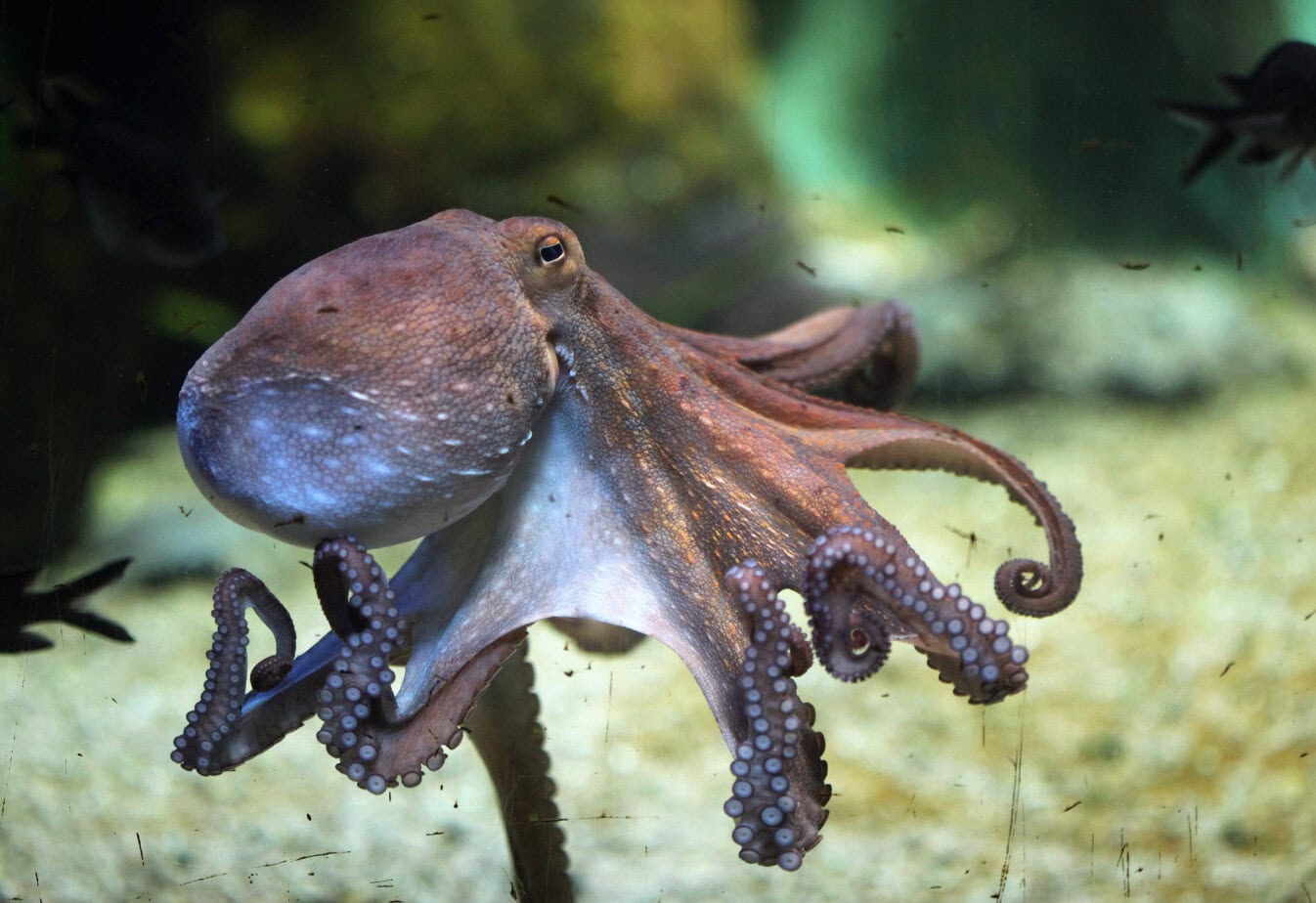 Plans for commercial octopus farm in Gran Canaria dropped
