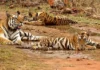 Panna Lost All Its Tigers. How Science & the Ken River Powered Its Historic Comeback