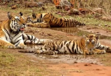 Panna Lost All Its Tigers. How Science & the Ken River Powered Its Historic Comeback