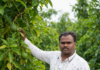 This Beed Farmer Grew Avocados in Dry Land & Built a Rs 10 Lakh/Acre Farm