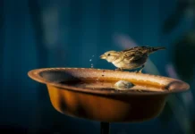 At 5 AM, 200 Birds Visit Her Noida Balcony. Here’s How She Made Them Feel Safe in a High-Rise Home