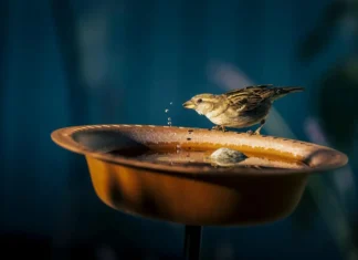 At 5 AM, 200 Birds Visit Her Noida Balcony. Here’s How She Made Them Feel Safe in a High-Rise Home