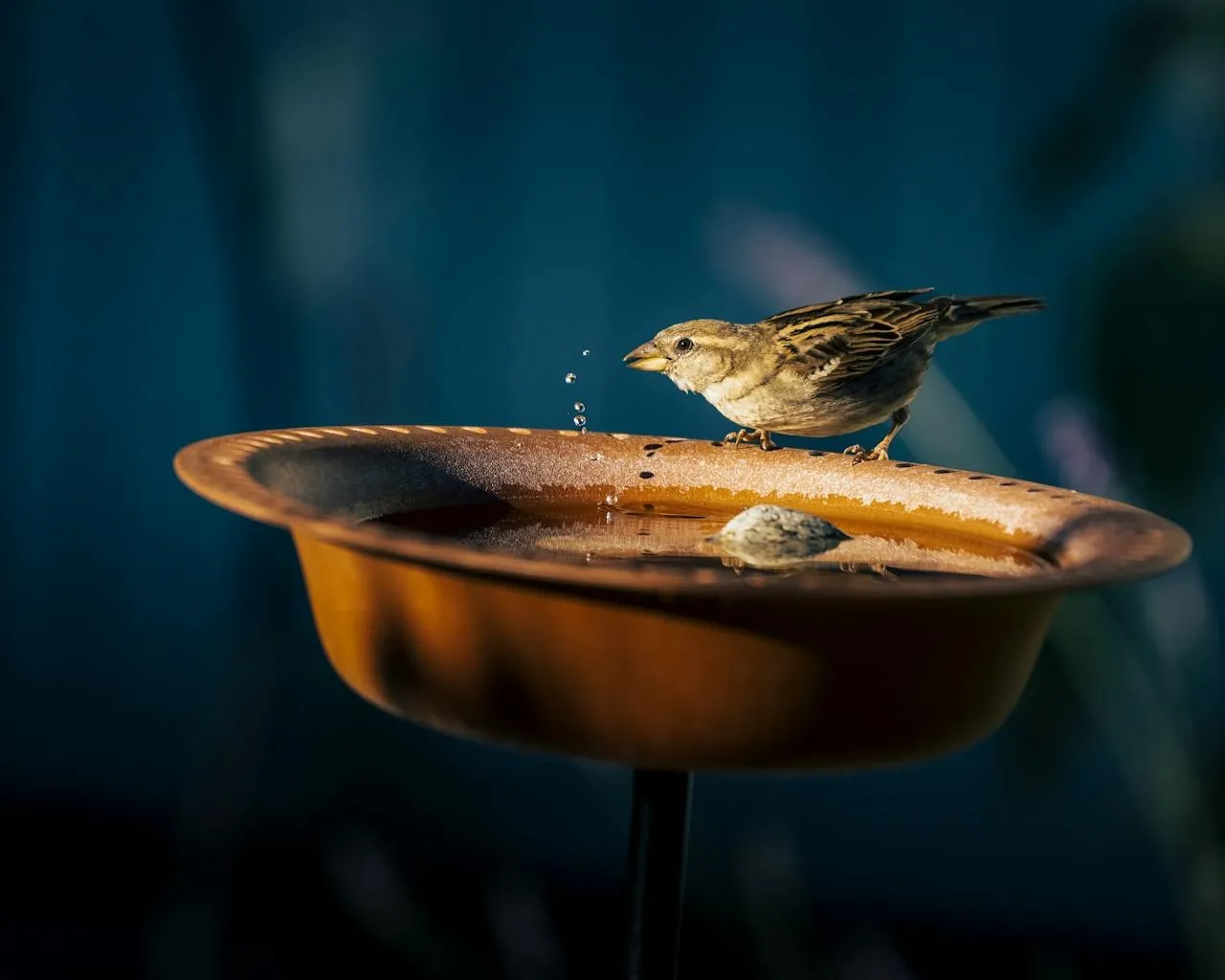 At 5 AM, 200 Birds Visit Her Noida Balcony. Here’s How She Made Them Feel Safe in a High-Rise Home