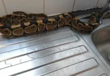 What to Do If You Spot a Snake at Home During Monsoon, According to Trained Rescuers